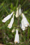 Eastern whiteflower beardtongue